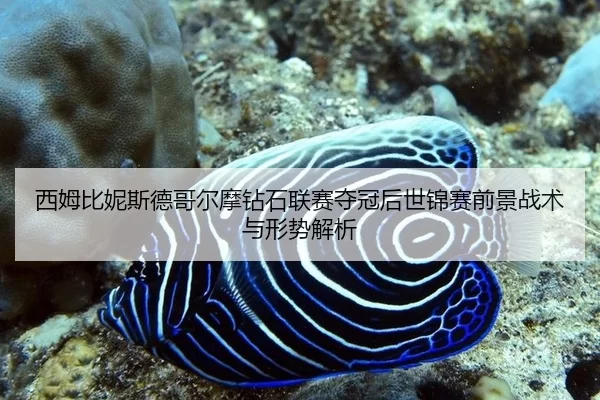 西姆比妮斯德哥尔摩钻石联赛夺冠后世锦赛前景战术与形势解析