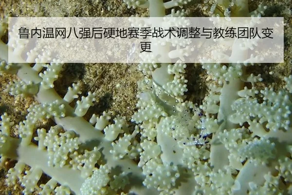 鲁内温网八强后硬地赛季战术调整与教练团队变更